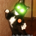 baskerville_cat